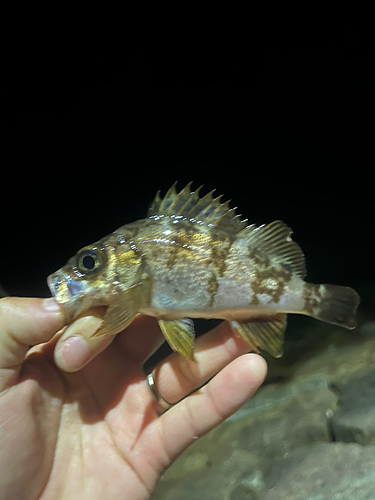 メバルの釣果