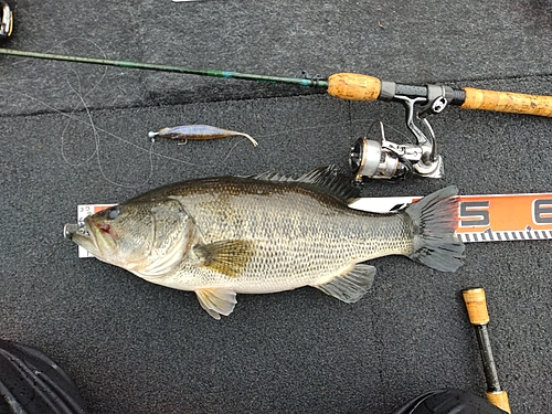 ブラックバスの釣果