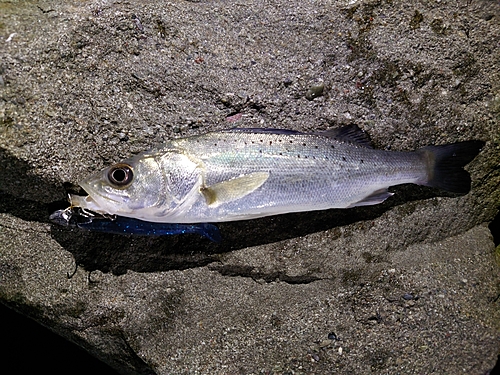 セイゴ（タイリクスズキ）の釣果