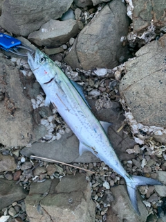 サゴシの釣果