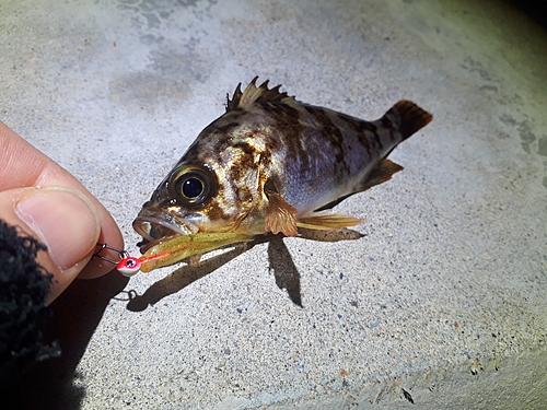 メバルの釣果