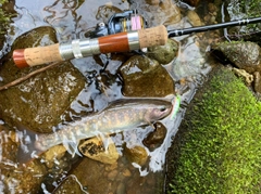 イワナの釣果