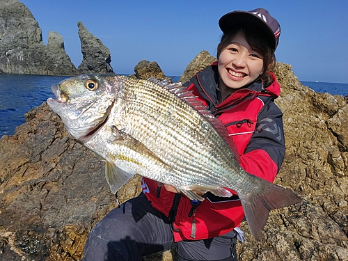 ヘダイの釣果