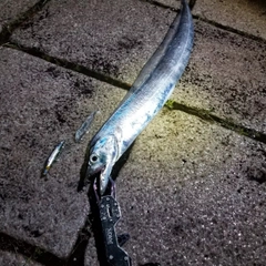 タチウオの釣果