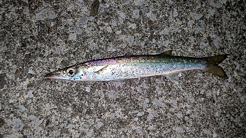 カマスの釣果