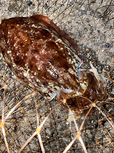 コウイカの釣果