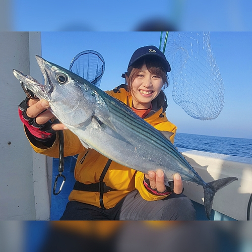 ハガツオの釣果