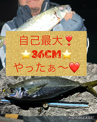 マアジの釣果