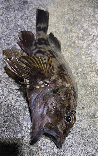 カサゴの釣果