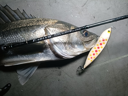 スズキの釣果