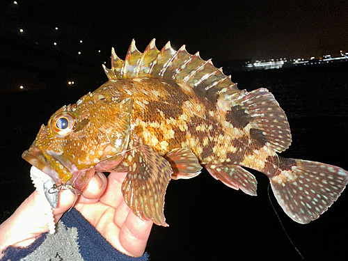 カサゴの釣果