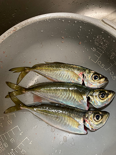 アジの釣果