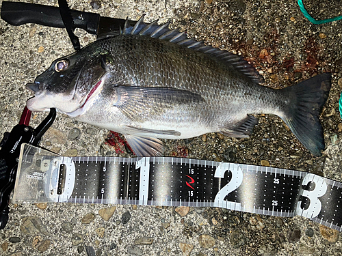 チヌの釣果