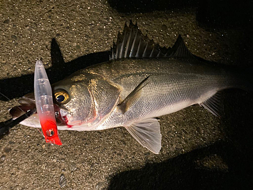 シーバスの釣果