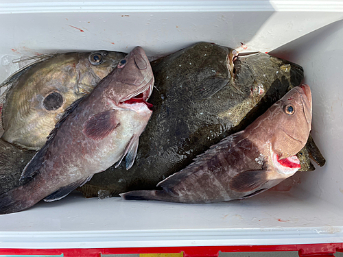 マハタの釣果