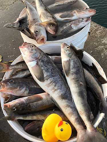 ホッケの釣果