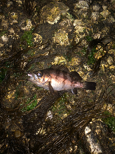 メバルの釣果