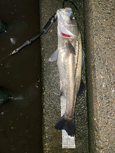 シーバスの釣果