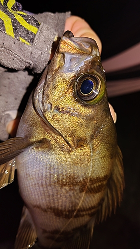 メバルの釣果