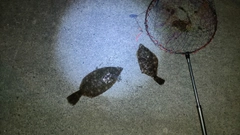 マコガレイの釣果