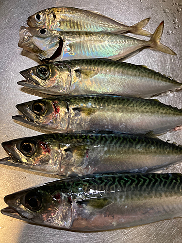 サバの釣果