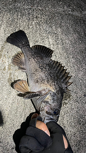 クロソイの釣果