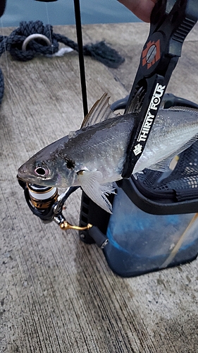 東条海岸で釣れたアジの釣り・釣果情報 - アングラーズ