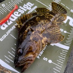 タケノコメバルの釣果