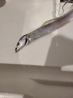 タチウオの釣果