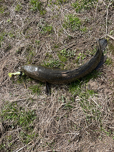 ライギョの釣果