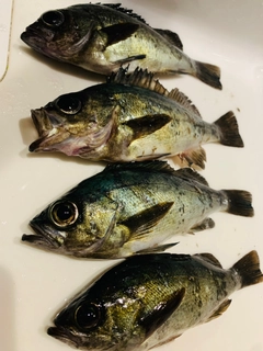メバルの釣果