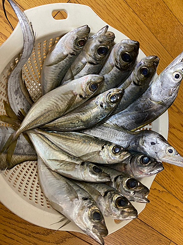 アジの釣果