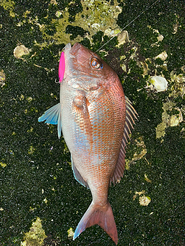 マダイの釣果