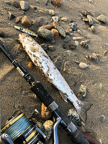 アメマスの釣果