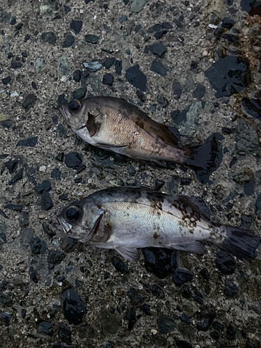 メバルの釣果