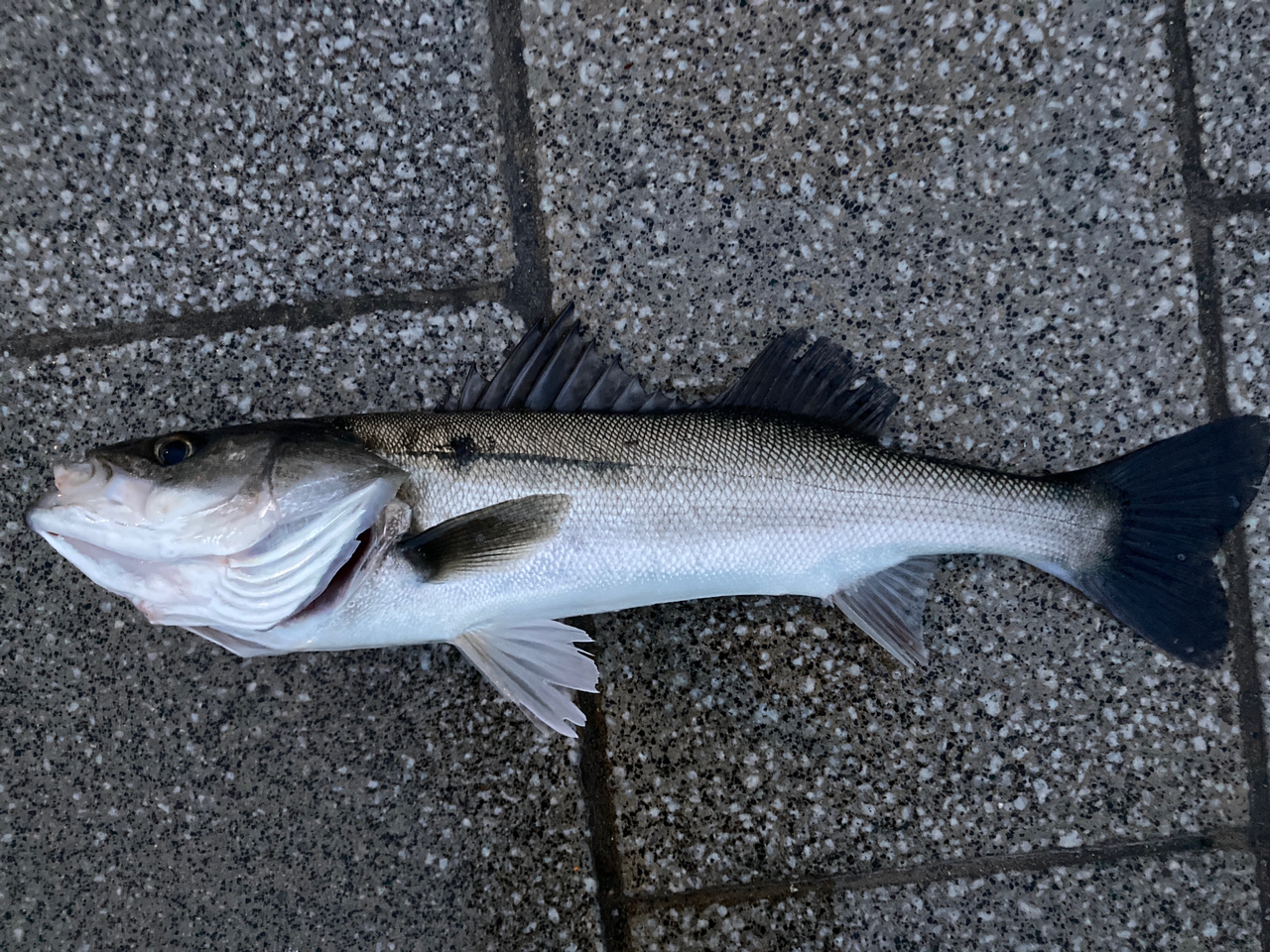 潮見さざなみ公園で釣れたシーバスの釣り・釣果情報 - アングラーズ