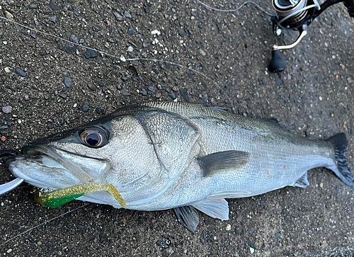 シーバスの釣果