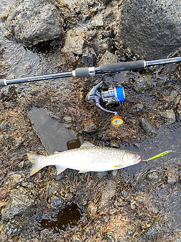 アメマスの釣果