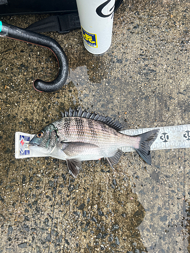 クロダイの釣果