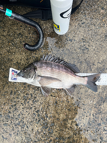 クロダイの釣果