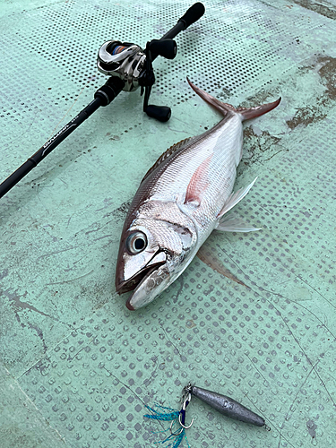 オオグチイシチビキの釣果