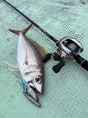 オオグチイシチビキの釣果