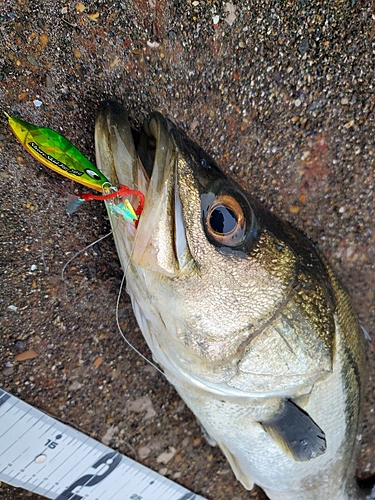 シーバスの釣果