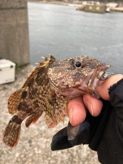 ガシラの釣果