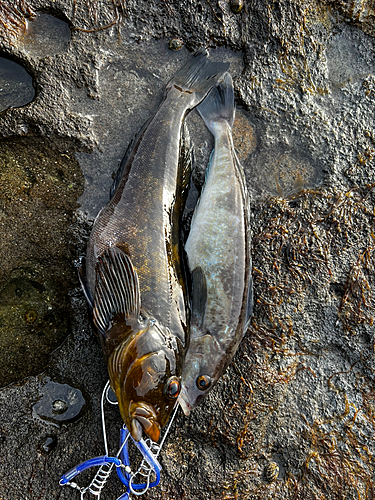 アブラコの釣果