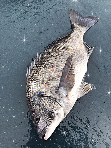 クロダイの釣果