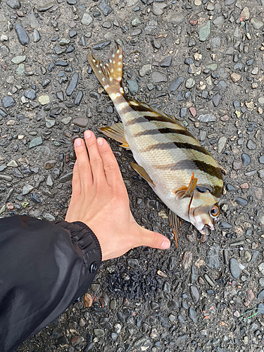 タカノハダイの釣果