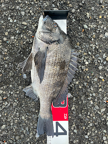 クロダイの釣果