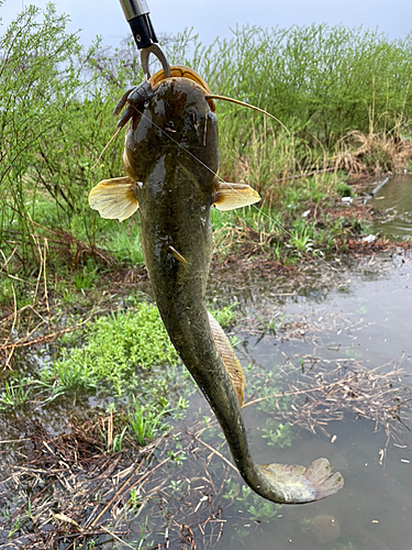 ナマズの釣果