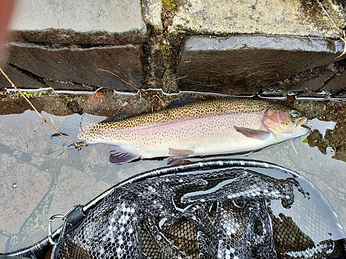 ニジマスの釣果